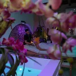 Konukevi Corso 107 Wellness & 4*
